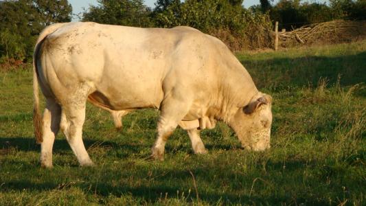 Taureau charolais reproducteur