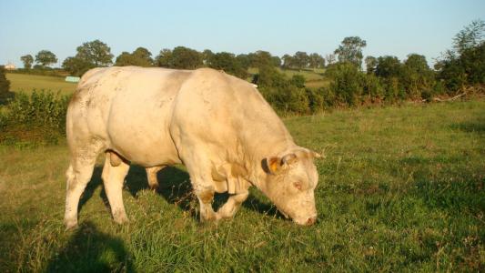 Taureau charolais reproducteur