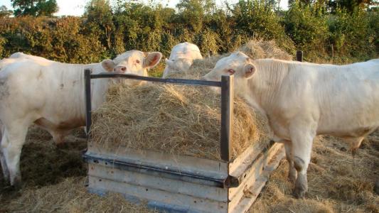 Des veaux charolais